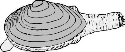 Long_neck_steamer_clam