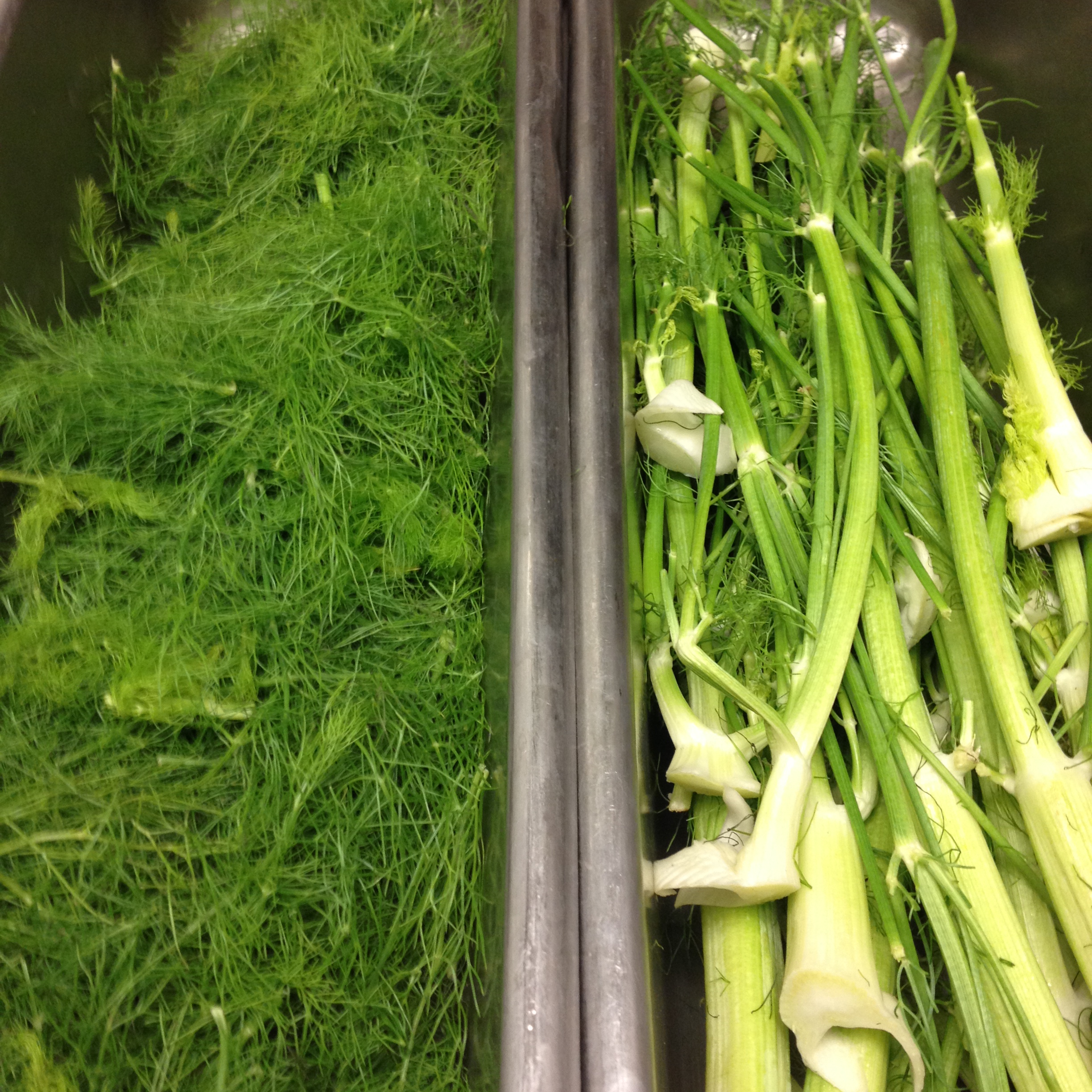 Fennel Fronds- Two Birds, One Stone